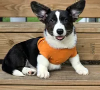 Unicorn 4pet ( bluie, pink carrier dm clear) pet, a female Cardigan Welsh Corgi for sale in Bradenton, FL – 8 of 10