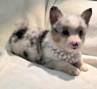 Venus, a female Cardigan Welsh Corgi and Pembroke Welsh Corgi for sale in Bradenton, FL – 6 of 10
