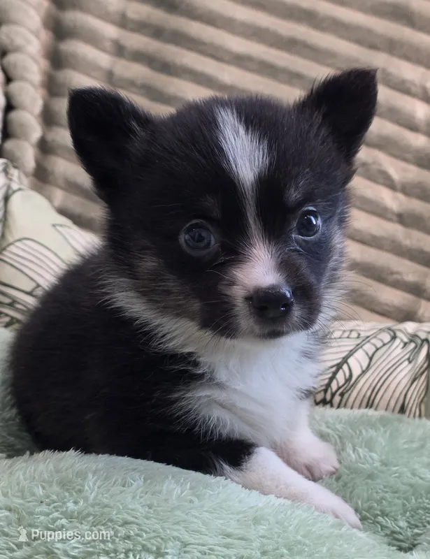 Wookie – Cardigan Welsh Corgi, Pembroke Welsh Corgi puppy for sale in Bradenton, FL
