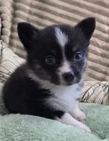 Wookie, a female Cardigan Welsh Corgi and Pembroke Welsh Corgi for sale in Bradenton, FL – 1 of 10