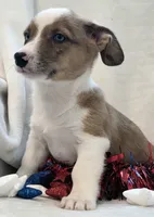 Sherlock! , a male Cardigan Welsh Corgi and Pembroke Welsh Corgi for sale in Bradenton, FL – 9 of 10