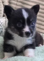 Wookie, a female Cardigan Welsh Corgi and Pembroke Welsh Corgi for sale in Bradenton, FL – 6 of 10