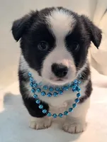 Valor, a female Cardigan Welsh Corgi and Pembroke Welsh Corgi for sale in Bradenton, FL – 10 of 10