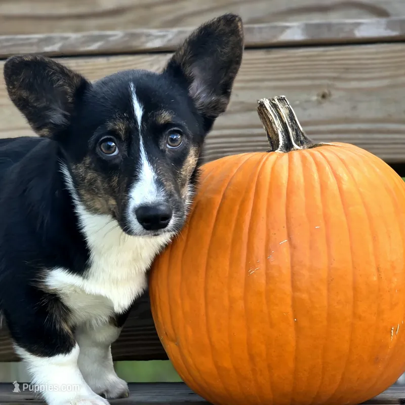Wookie – Cardigan Welsh Corgi, Pembroke Welsh Corgi puppy for sale in Bradenton, FL