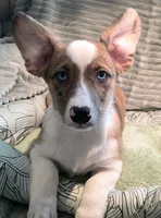 Sherlock! , a male Cardigan Welsh Corgi and Pembroke Welsh Corgi for sale in Bradenton, FL – 2 of 10