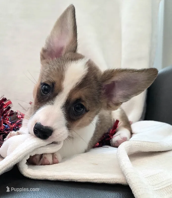 Salute! – Cardigan Welsh Corgi, Pembroke Welsh Corgi puppy for sale in Bradenton, FL