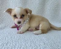 Petal Mother's day special. , a female Cardigan Welsh Corgi for sale in Bradenton, FL – Photo 9 of 10