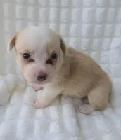 Petal, a female Cardigan Welsh Corgi for sale in Bradenton, FL – Photo 5 of 10