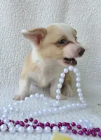 Petal Mother's day special. , a female Cardigan Welsh Corgi for sale in Bradenton, FL – Photo 2 of 10