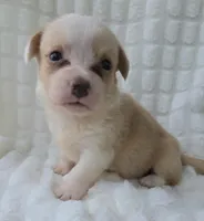 Petal, a female Cardigan Welsh Corgi for sale in Bradenton, FL – Photo 1 of 10
