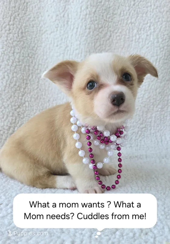 Petal – Cardigan Welsh Corgi puppy for sale in Bradenton, FL