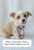 Petal Mother's day special. , a female Cardigan Welsh Corgi for sale in Bradenton, FL – Photo 1 of 10