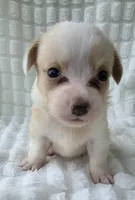 Petal, a female Cardigan Welsh Corgi for sale in Bradenton, FL – Photo 2 of 10