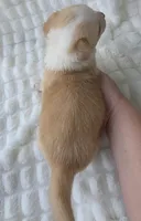 Petal, a female Cardigan Welsh Corgi for sale in Bradenton, FL – Photo 4 of 10