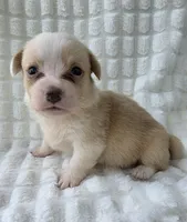 Petal, a female Cardigan Welsh Corgi for sale in Bradenton, FL – Photo 6 of 10