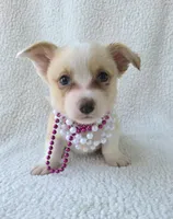 Petal Mother's day special. , a female Cardigan Welsh Corgi for sale in Bradenton, FL – Photo 3 of 10