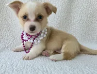 Petal Mother's day special. , a female Cardigan Welsh Corgi for sale in Bradenton, FL – Photo 8 of 10