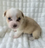 Petal, a female Cardigan Welsh Corgi for sale in Bradenton, FL – Photo 10 of 10