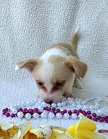 Petal Mother's day special. , a female Cardigan Welsh Corgi for sale in Bradenton, FL – Photo 5 of 10
