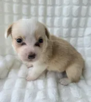 Petal, a female Cardigan Welsh Corgi for sale in Bradenton, FL – Photo 7 of 10