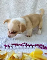 Petal Mother's day special. , a female Cardigan Welsh Corgi for sale in Bradenton, FL – Photo 7 of 10