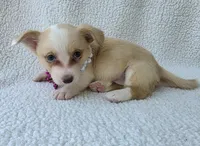 Petal Mother's day special. , a female Cardigan Welsh Corgi for sale in Bradenton, FL – Photo 4 of 10