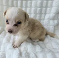 Petal, a female Cardigan Welsh Corgi for sale in Bradenton, FL – Photo 9 of 10