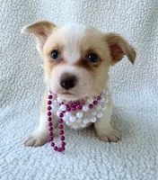 Petal Mother's day special. , a female Cardigan Welsh Corgi for sale in Bradenton, FL – Photo 6 of 10