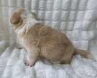 Petal, a female Cardigan Welsh Corgi for sale in Bradenton, FL – Photo 8 of 10