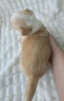 Petal, a female Cardigan Welsh Corgi for sale in Bradenton, FL – Photo 3 of 10