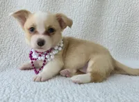 Petal Mother's day special. , a female Cardigan Welsh Corgi for sale in Bradenton, FL – Photo 10 of 10