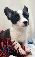 Sherpa, a male Cardigan Welsh Corgi and Pembroke Welsh Corgi for sale in Bradenton, FL – 3 of 10