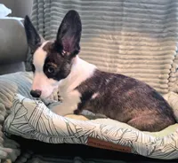 Swirly, a male Cardigan Welsh Corgi and Pembroke Welsh Corgi for sale in Bradenton, FL – 7 of 10