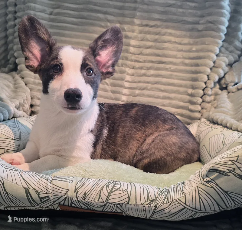 Swirly – Cardigan Welsh Corgi, Pembroke Welsh Corgi puppy for sale in Bradenton, FL