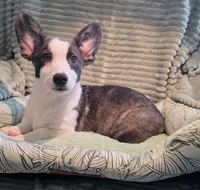 Swirly, a male Cardigan Welsh Corgi and Pembroke Welsh Corgi for sale in Bradenton, FL – 1 of 10