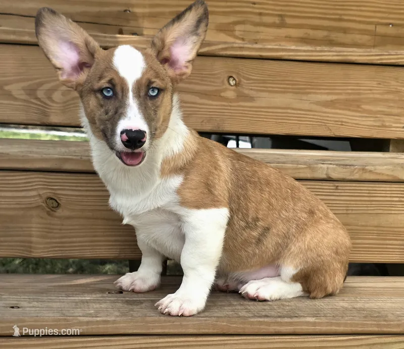 Sherlock!  – Cardigan Welsh Corgi, Pembroke Welsh Corgi puppy for sale in Bradenton, FL