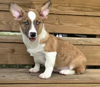 Sherlock! , a male Cardigan Welsh Corgi and Pembroke Welsh Corgi for sale in Bradenton, FL – 1 of 10