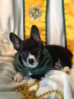Whoopie , a female Cardigan Welsh Corgi and Pembroke Welsh Corgi for sale in Bradenton, FL – 4 of 10
