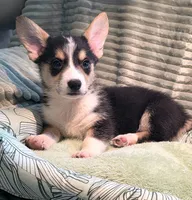 Tiberius  kurk , a male Cardigan Welsh Corgi and Pembroke Welsh Corgi for sale in Bradenton, FL – 6 of 10