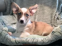 Sherlock! , a male Cardigan Welsh Corgi and Pembroke Welsh Corgi for sale in Bradenton, FL – 6 of 10