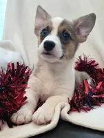 Salute!, a male Cardigan Welsh Corgi and Pembroke Welsh Corgi for sale in Bradenton, FL – 9 of 10