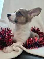 Salute!, a male Cardigan Welsh Corgi and Pembroke Welsh Corgi for sale in Bradenton, FL – 7 of 10