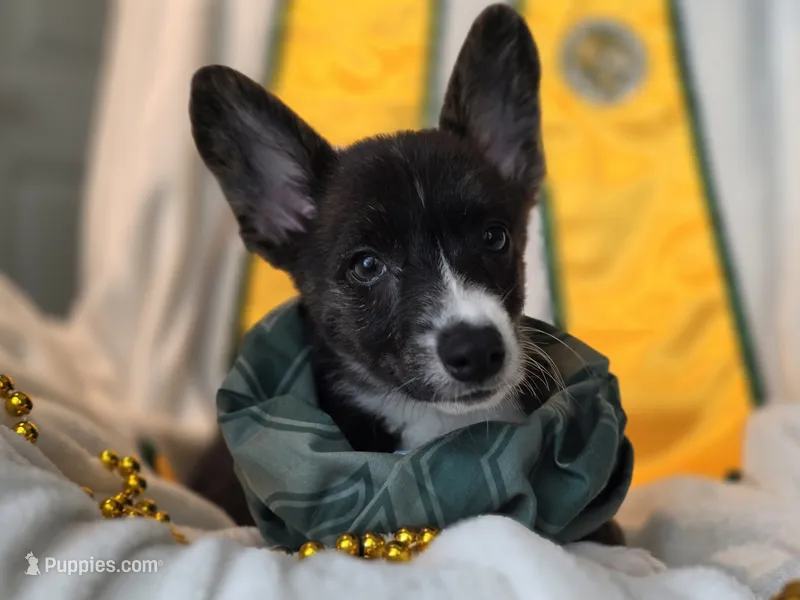 Whoopie  – Cardigan Welsh Corgi, Pembroke Welsh Corgi puppy for sale in Bradenton, FL