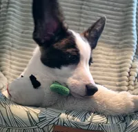 Swirly, a male Cardigan Welsh Corgi and Pembroke Welsh Corgi for sale in Bradenton, FL – 8 of 10