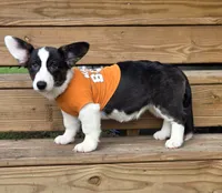 Unique 4 pet ( liver, bluie pink carrier) dm clear , a female Cardigan Welsh Corgi for sale in Bradenton, FL – 7 of 10
