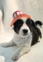 Unique ( liver, bluie pink carrier) dm clear , a female Cardigan Welsh Corgi for sale in Bradenton, FL – 4 of 10