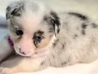 Valencia , a female Cardigan Welsh Corgi and Pembroke Welsh Corgi for sale in Bradenton, FL – 8 of 10