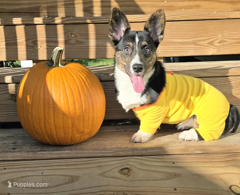 Wookie – Cardigan Welsh Corgi, Pembroke Welsh Corgi puppy for sale in Bradenton, FL