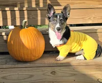 Wookie, a female Cardigan Welsh Corgi and Pembroke Welsh Corgi for sale in Bradenton, FL – 1 of 10