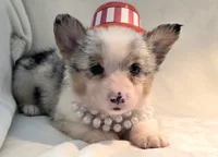 Venus, a female Cardigan Welsh Corgi and Pembroke Welsh Corgi for sale in Bradenton, FL – 10 of 10